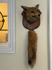 Taxidermy Fox Head