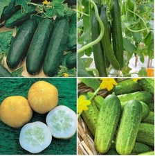 x4 Mix Cucumber Plug Plants 4
