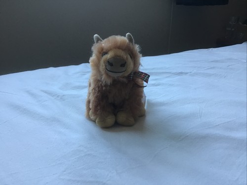 Small highland cow - small,