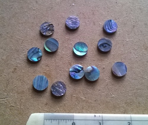 Paua new zealand - 12,