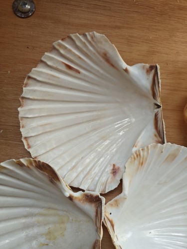 Extra large atlantic - 20,