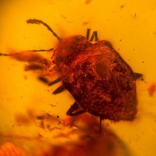 Unusual Beetle in Burmese /