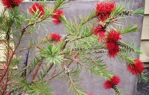 Callistemon packers - callistemon,