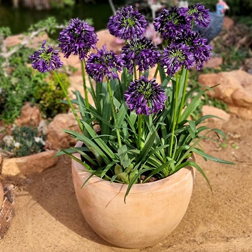 Agapanthus black jack 9cm - agapanthus,