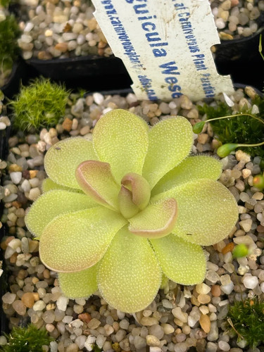 Pinguicula weser - pinguicula,