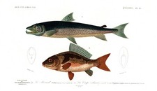 Cyprinus Carpio Salmo Carp Salmon Zoology Engraving Fish Orbigny - 1849