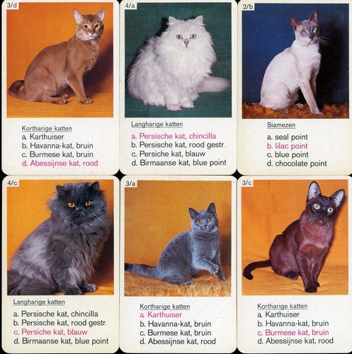 Domestic cat playing cards - cat,