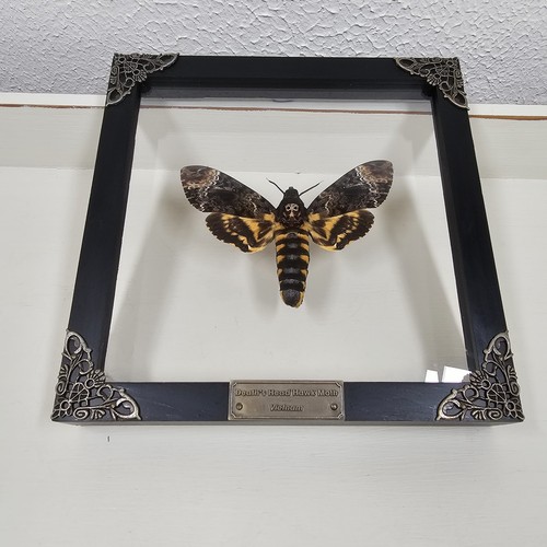 Deaths head hawk - deaths, framed