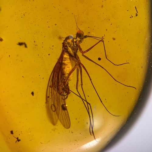 Scorpion fly burmese - burmese, /