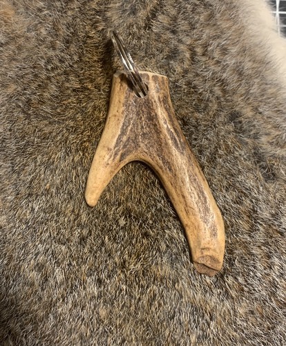 Scottish roe deer antler - scottish,