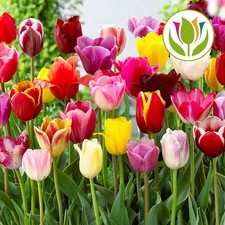 Tulip Tall Mixed Triumph Long Stem Bed Border Spring Flowers Bulbs Plants