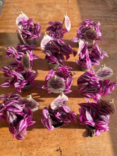 Tradescantia pink paradise - pink,
