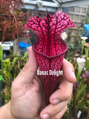 Sarracenia danas delight - delight, x