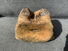 Fossil plesiosaur vertebra - plesiosaur,