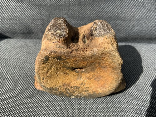 Fossil plesiosaur vertebra - fossil,
