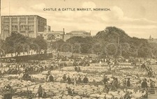 Vintage Postcard Castle Cattle