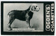 OTTERHOUND OGDENS TAB circa 1902 DOG CIGARETTE CARD