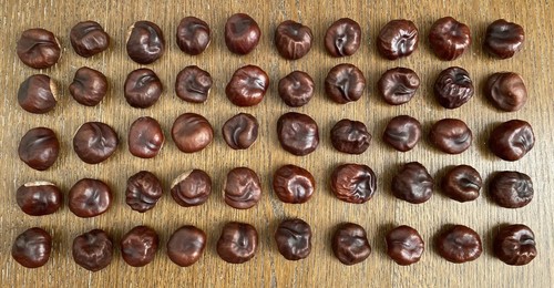 Horse chestnut conkers - horse-chestnut,