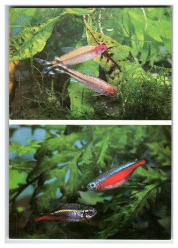 Vintage aquarium fish postcard - vintage,