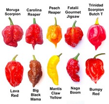 Worlds HOTTEST Chilli - 60