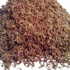 Blood worms fish food - worms,