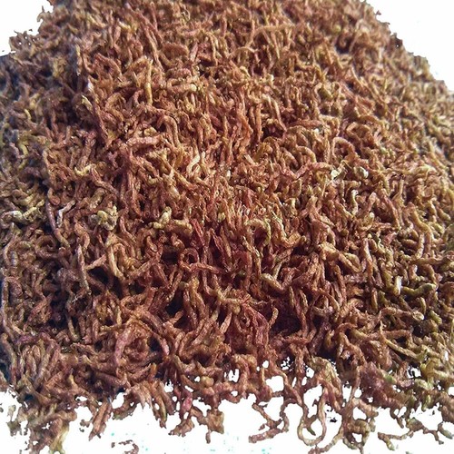 Blood worms fish - food, freeze