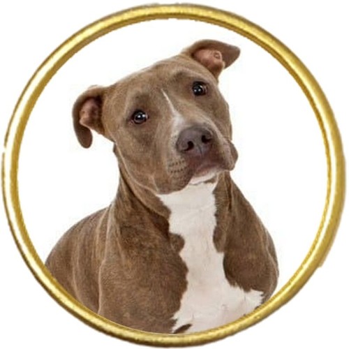 Pit bull dog pet - bull, gold