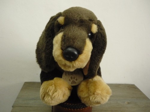 Adorable dachshund puppy dog - dachshund,