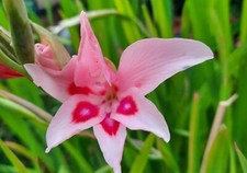 10x Gladioli Nanus Impressive