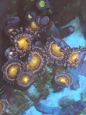 zoas   Frag Marine Aquarium