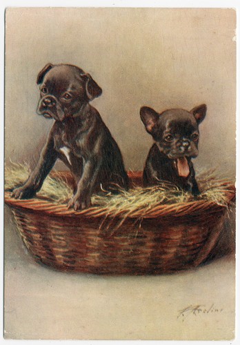 French bulldog puppies - bulldog,