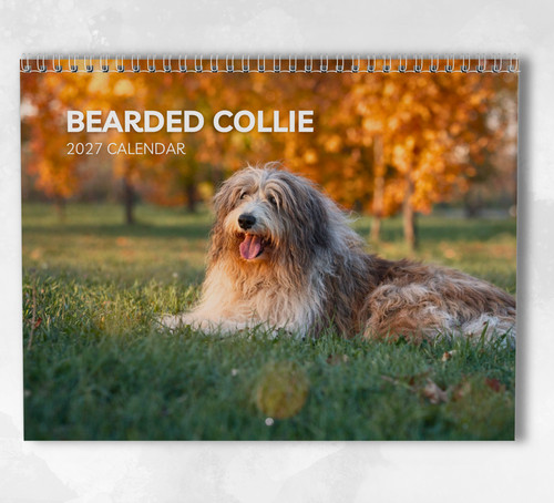 Bearded collie calendar 2027 - bearded,