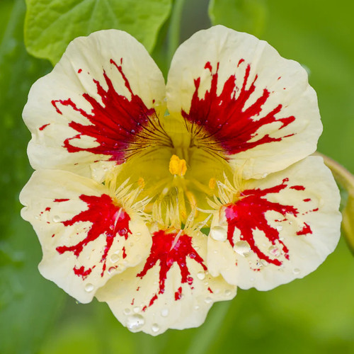 Tropaeolum bloody mary - 'bloody, mary'