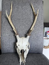 Deer Skull/Antlers - -
