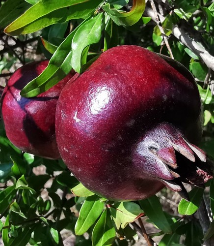 Punica granatum dark form - punica,