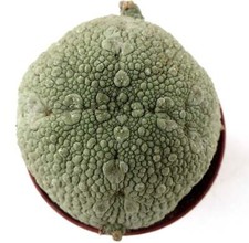 Harardheranus SEEDS
