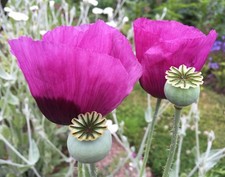 Papaver somniferum (Opium
