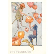 M W Tarrant - Cape Goosberries