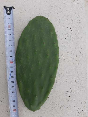 Opuntia prickly pear - x,