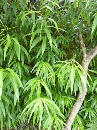 30cm hybrid willow - 50,