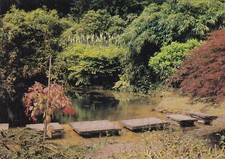 Chartwell Golden Orfe Pool