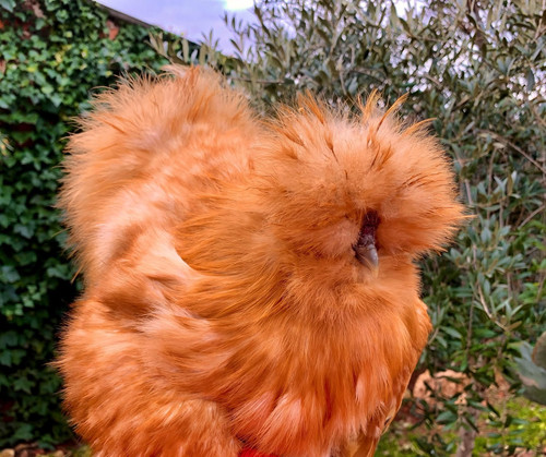 Calico show girl silkie cuckoo - calico,