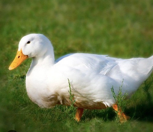 Duck hatching eggs - hatching, eggs!!