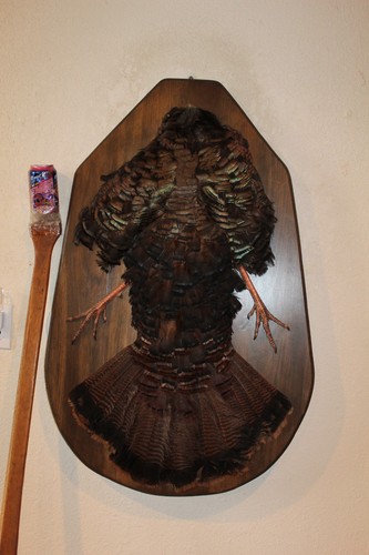 Turkey mount taxidermy - turkey, tom