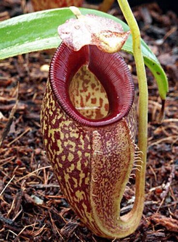Seeds nepenthes - 5,