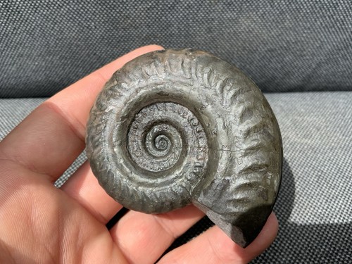 Prepared hildoceras sp - hildoceras,