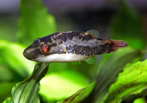 Dwarf red eye - dwarf,