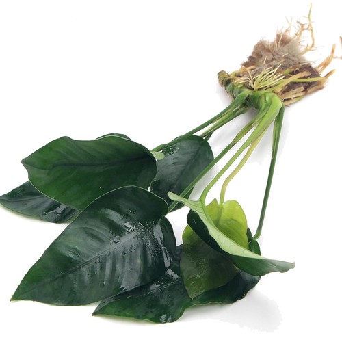 Anubias barteri var nana live - var,