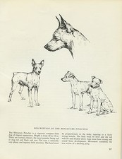MINIATURE PINSCHER VINTAGE MIN PIN PRINT SKETCH PAGE ARTIST BRIDGET OLERENSHAW