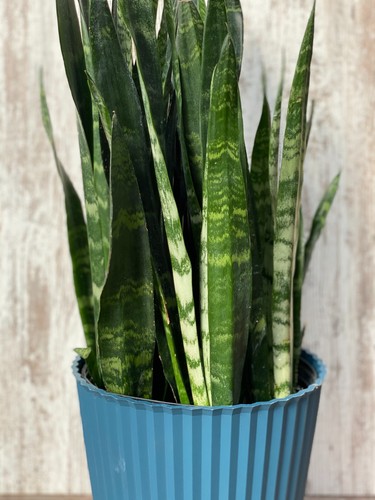 Snake plant different - plant,